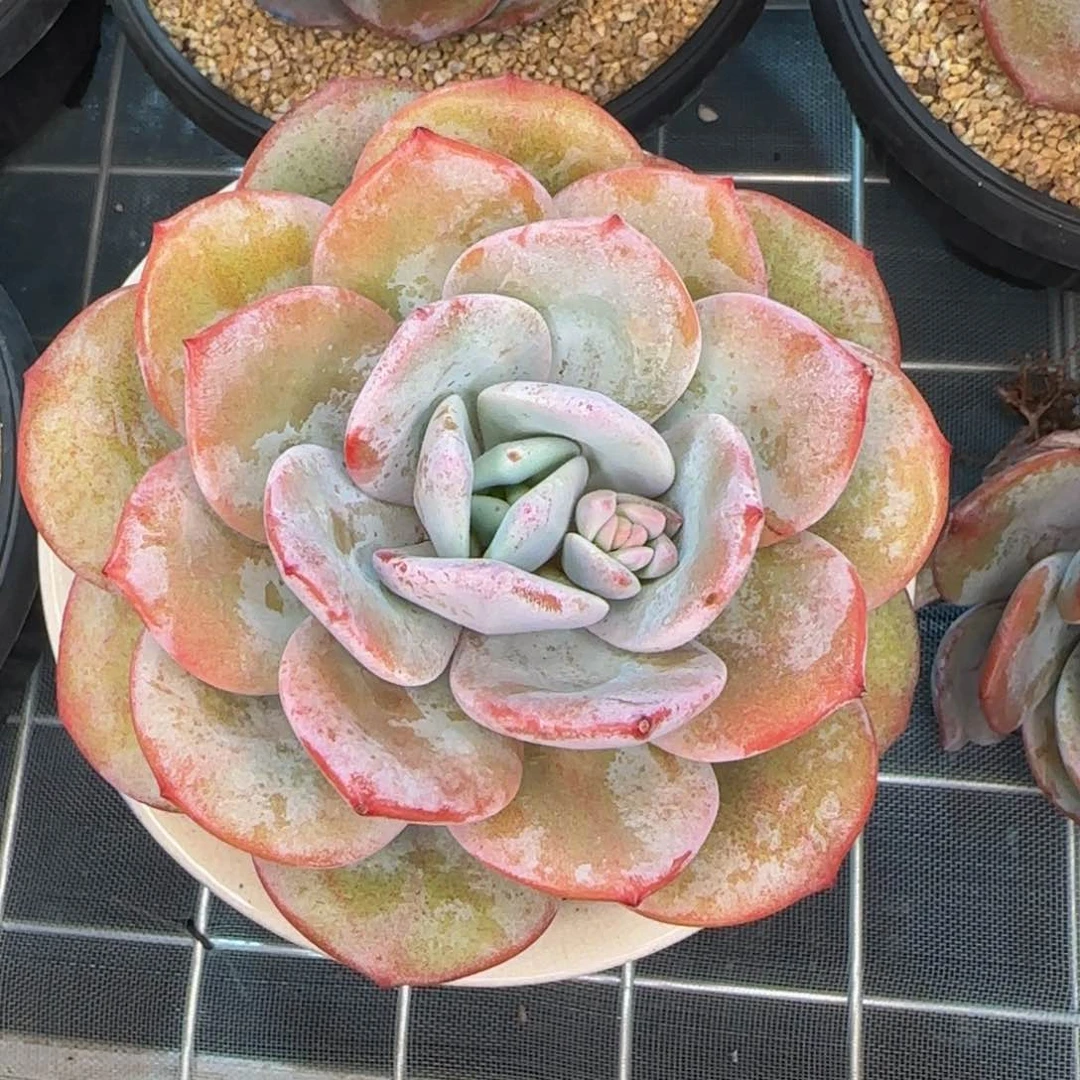 从前慢花园精选多肉奶茶大