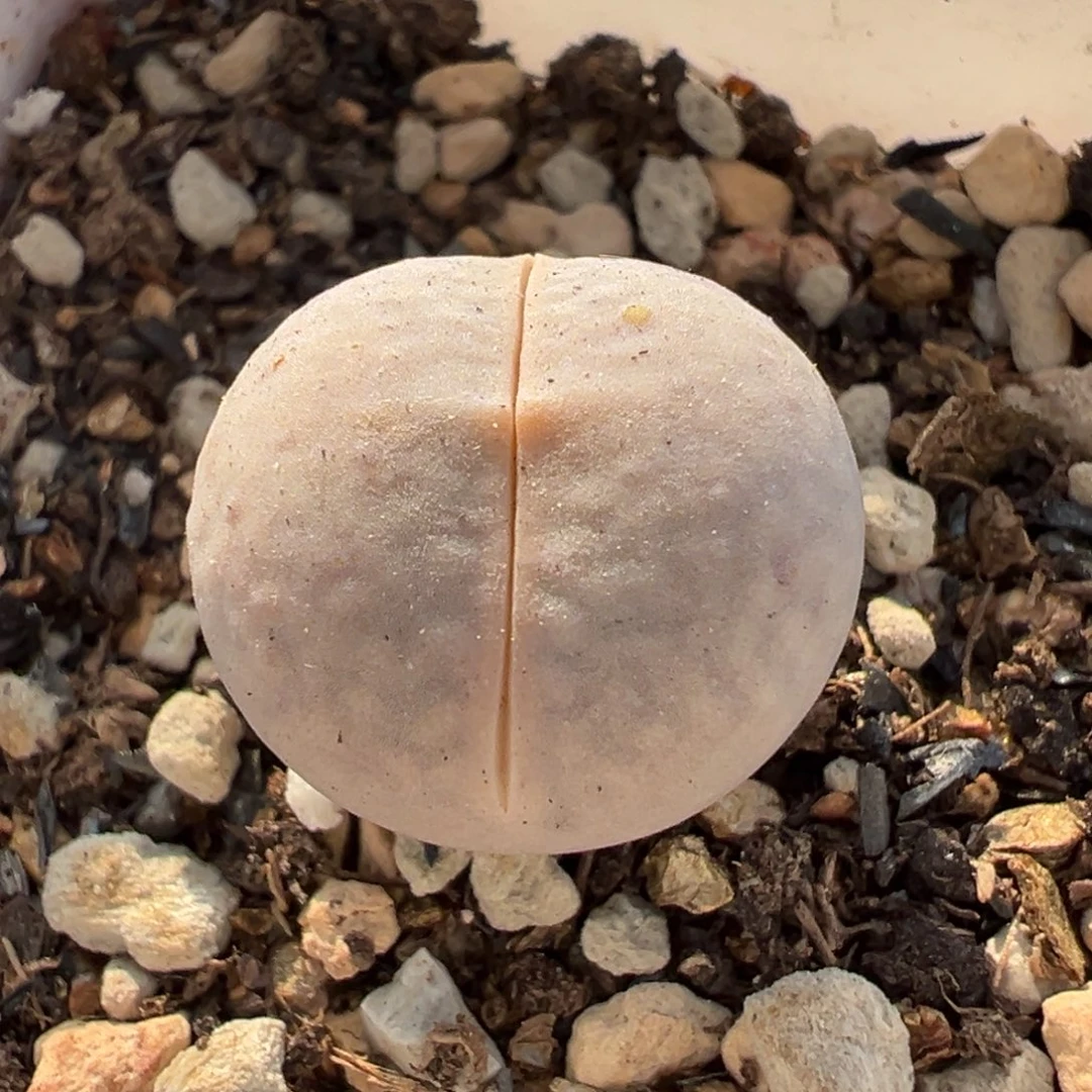 452多肉植物种类和