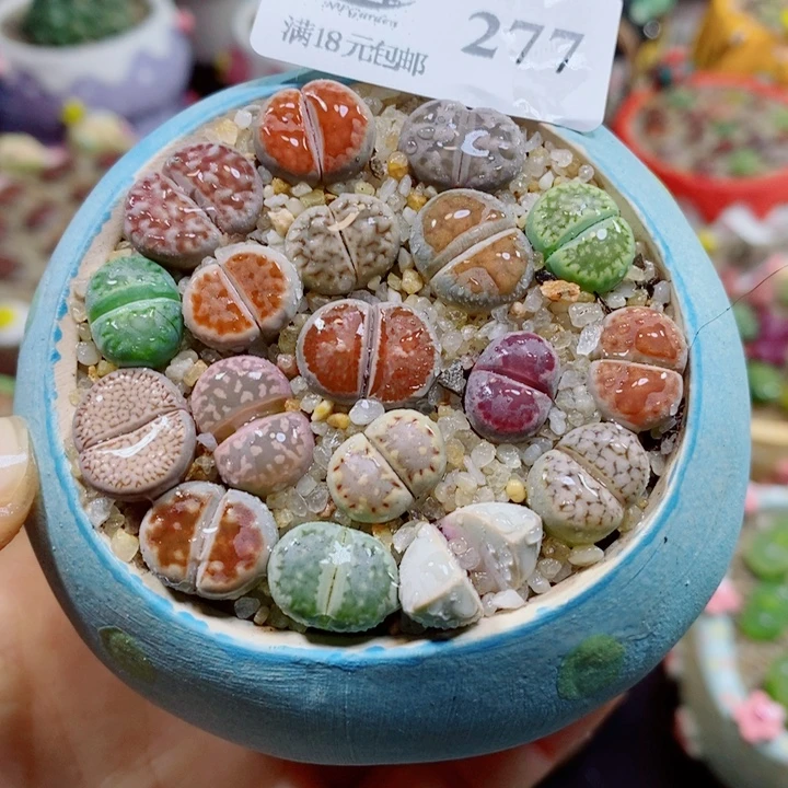 生石花花花花花花花277