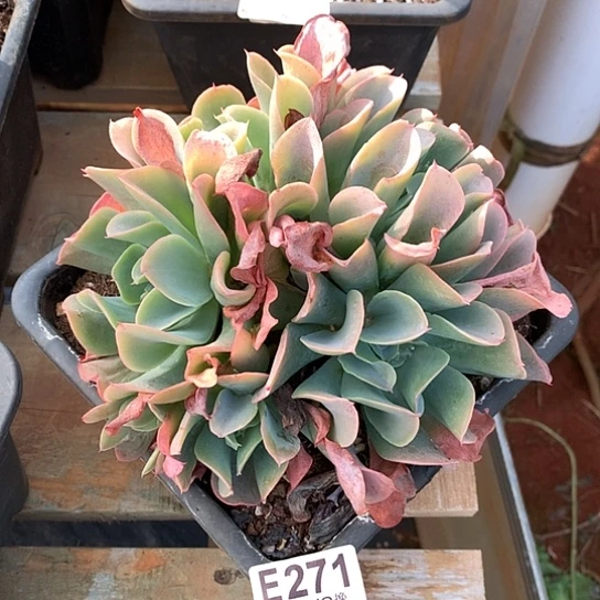 猪鼻子杂白凤271 全场亏本处理默认微瑕7-8天发货