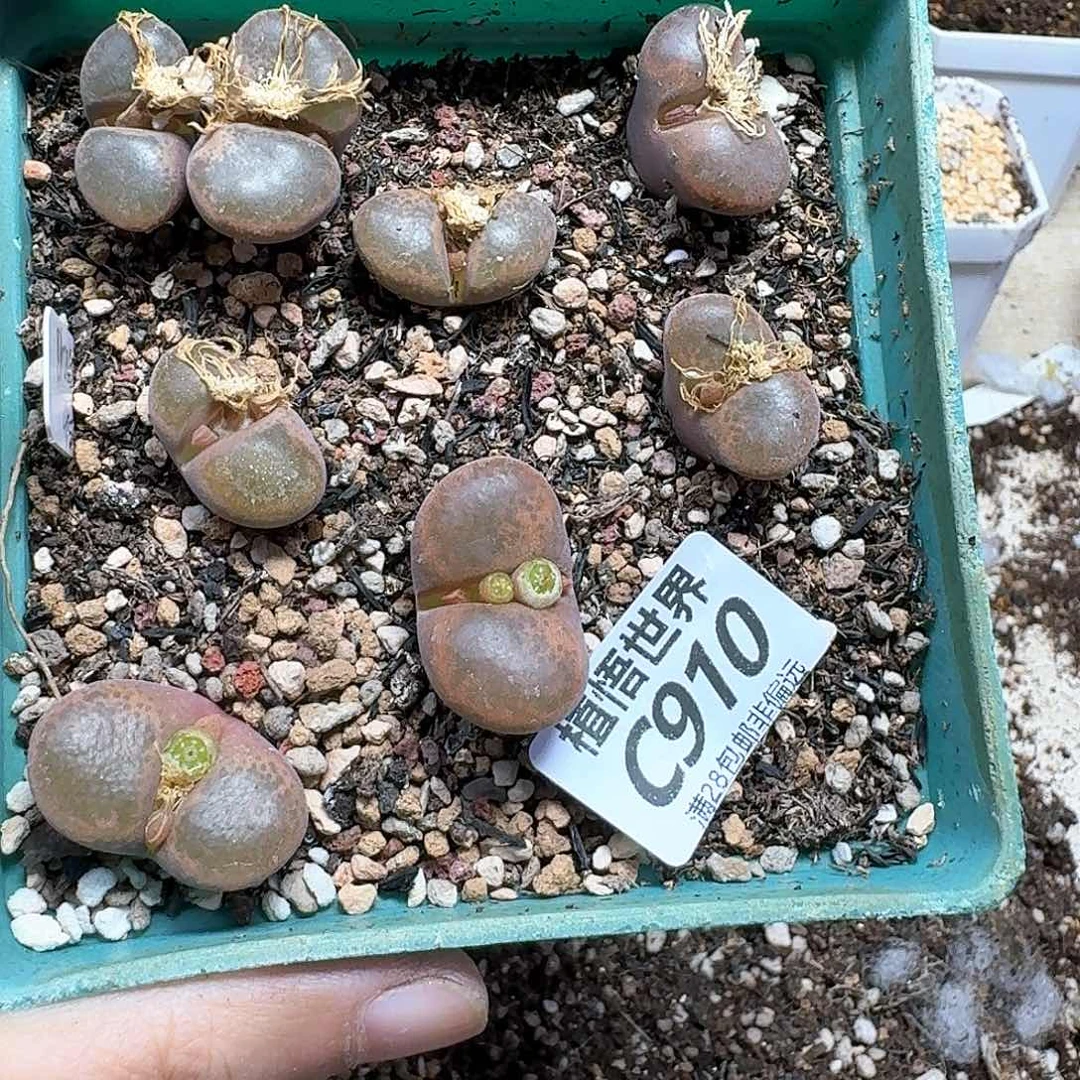 多肉植物的润泽fbb