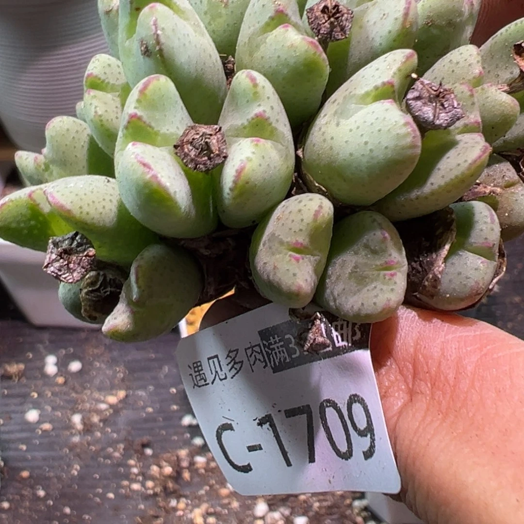 多肉植物11111111111111