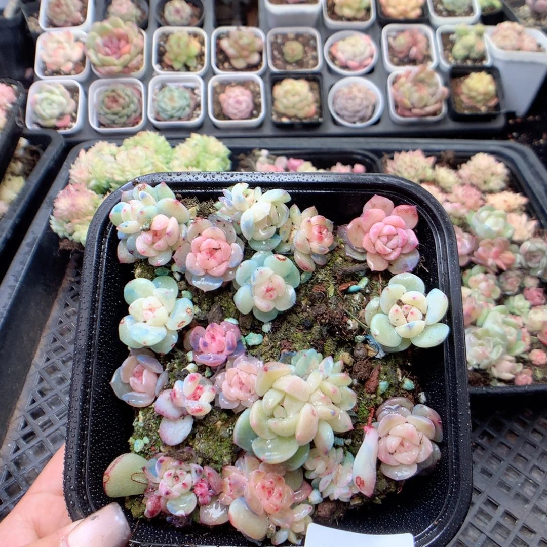 无花朵S39月英语英语