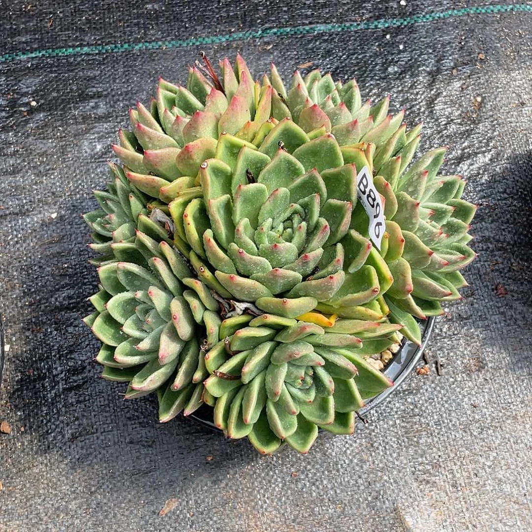 若如东云单拍B896