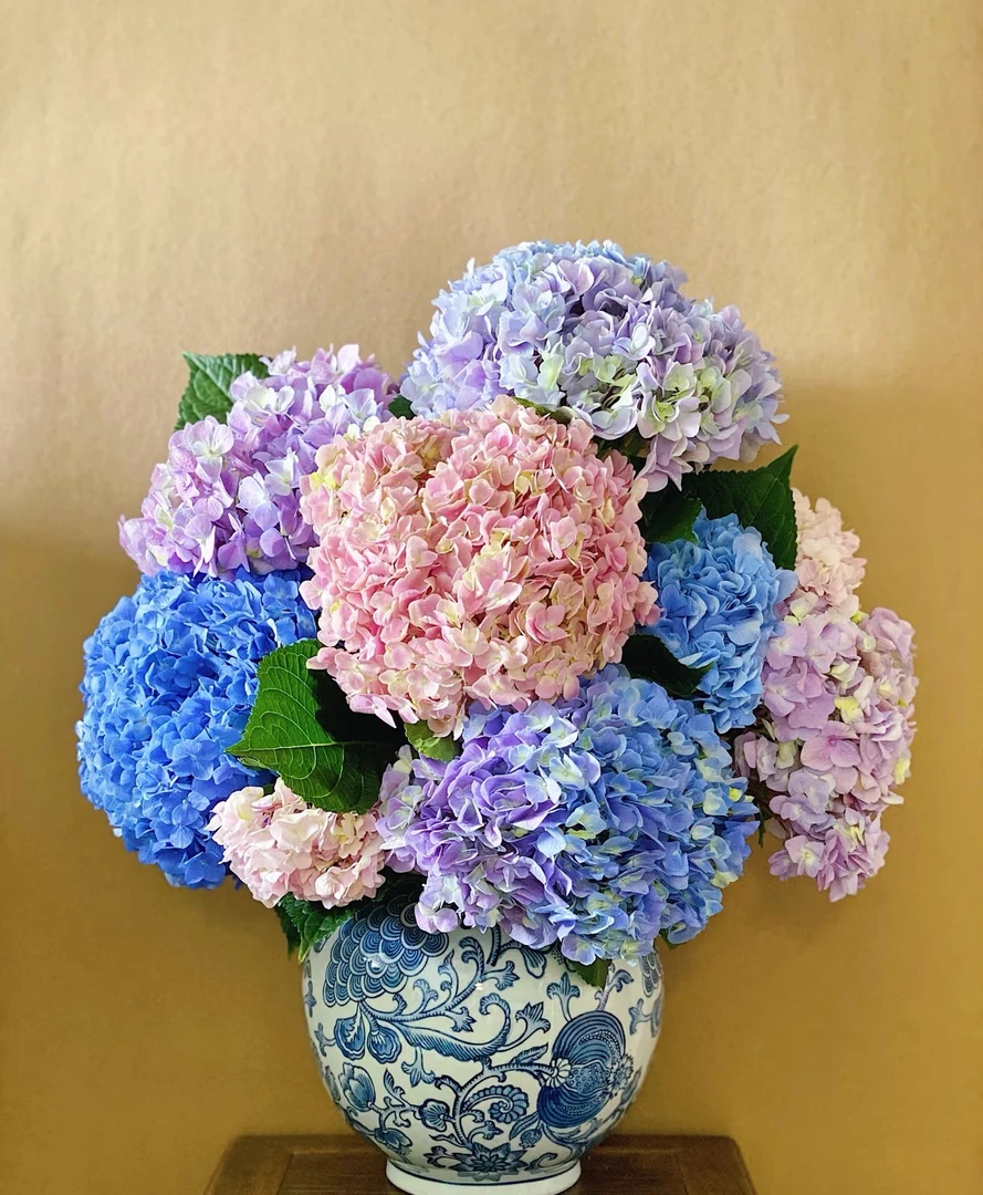 【A级无尽夏马卡龙绣球花】水养鲜花，云南基地顺丰包邮