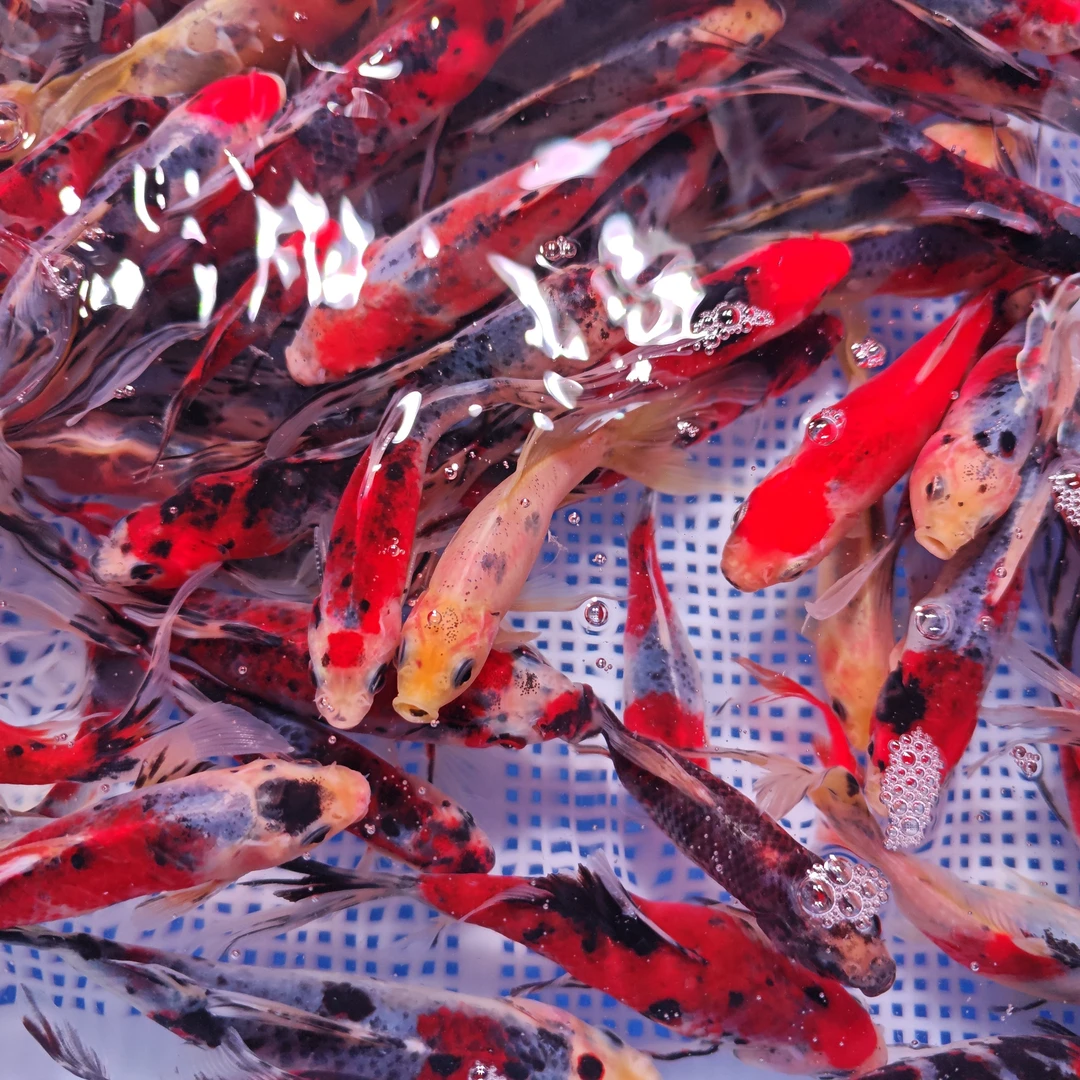 精品兰花金鱼 7-9公分  15条！ 好养温顺可混养新手鱼缸必备 包邮