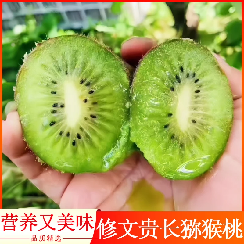 现摘现发新鲜修文正宗贵长猕猴桃试吃装16枚