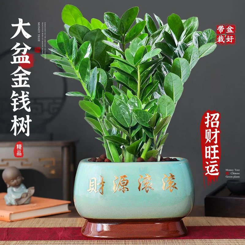 金钱树盆栽特级大盆室内书房钱串子招财摆件四季常青好养净化空气