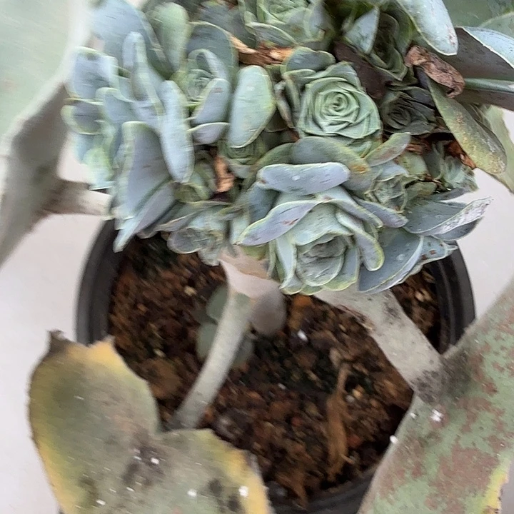 ****挞爆眼玫瑰锦，多肉植物