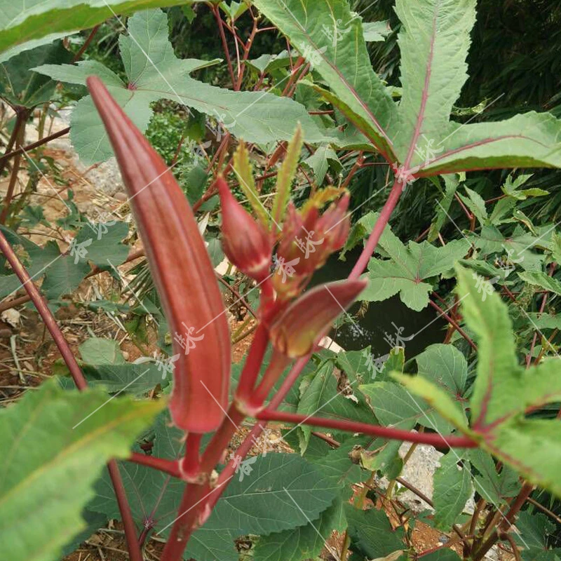 福顺红秋葵种子红色秋葵春秋播菜园菜种籽