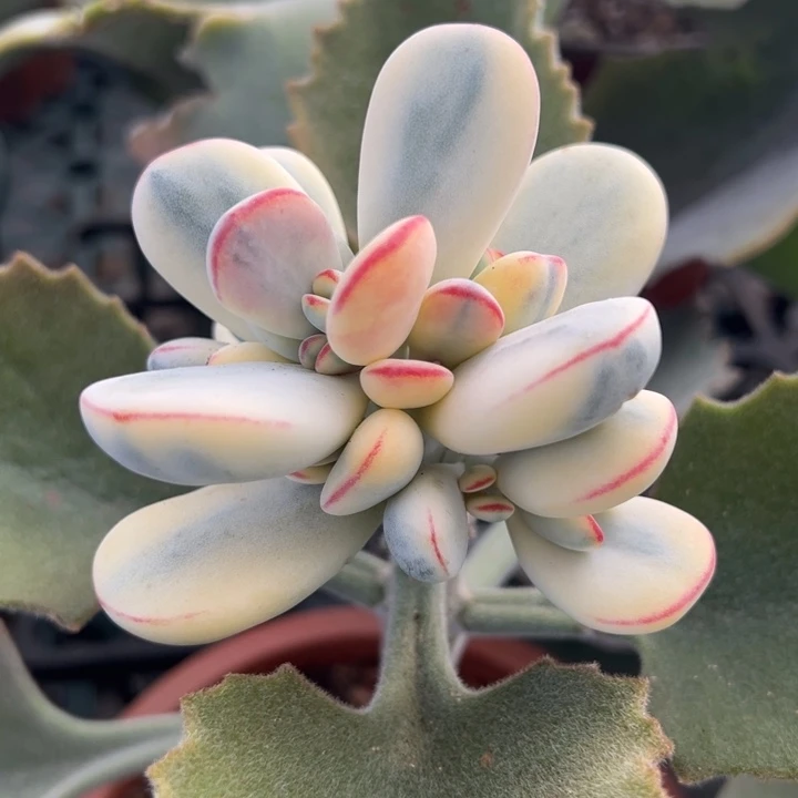 福娘锦一物一拍锦龙