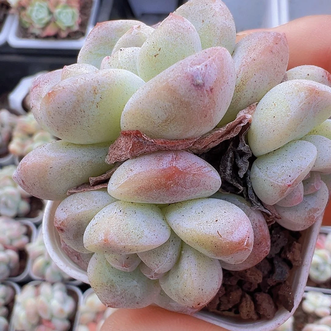 冰玉群19包邮多肉则