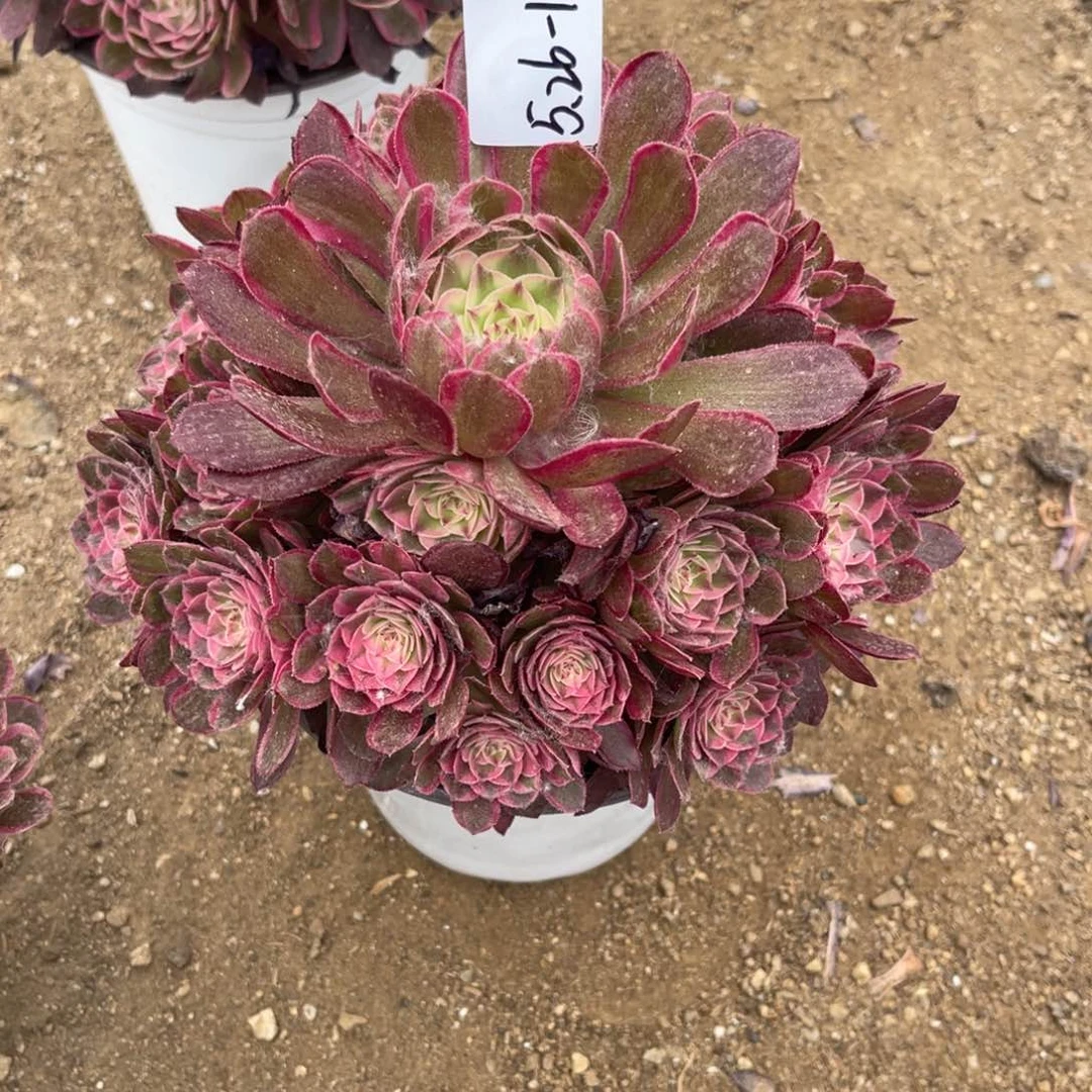 红*5-26-16冰糖法师锦寄养