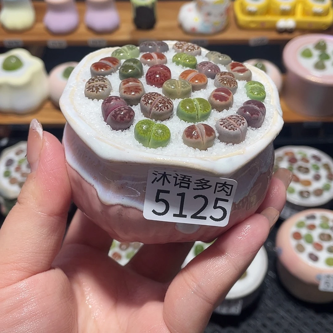带盆土植物 一物一拍5125