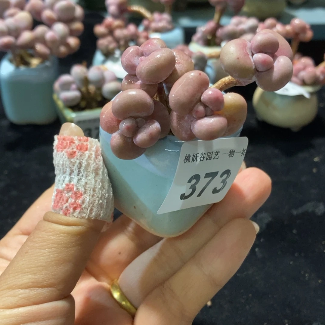 373糖果腰子蛋带盆土