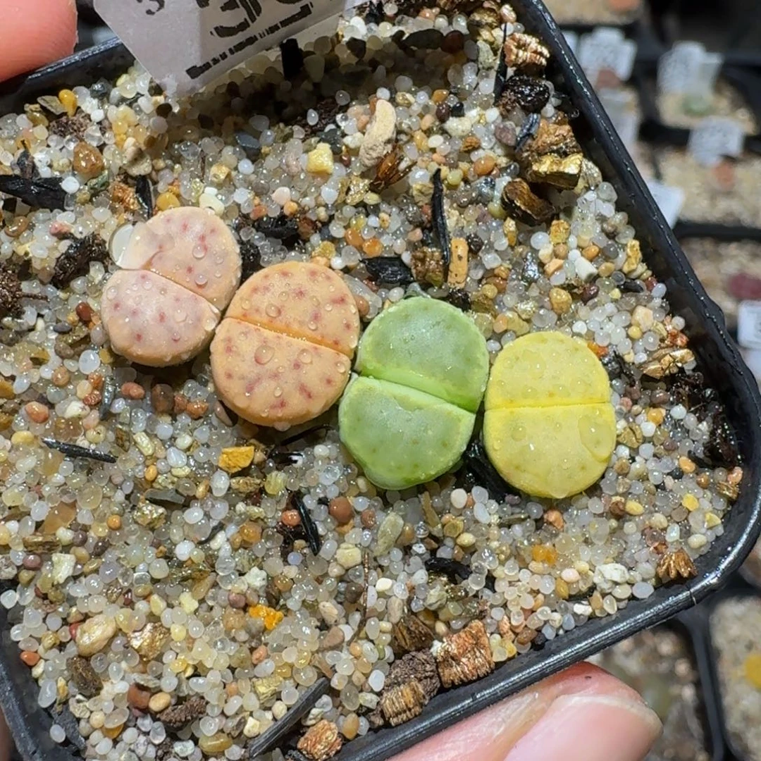 绝绝子生石花美美333