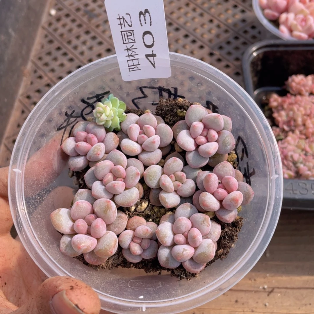 多肉植物多肉植物403