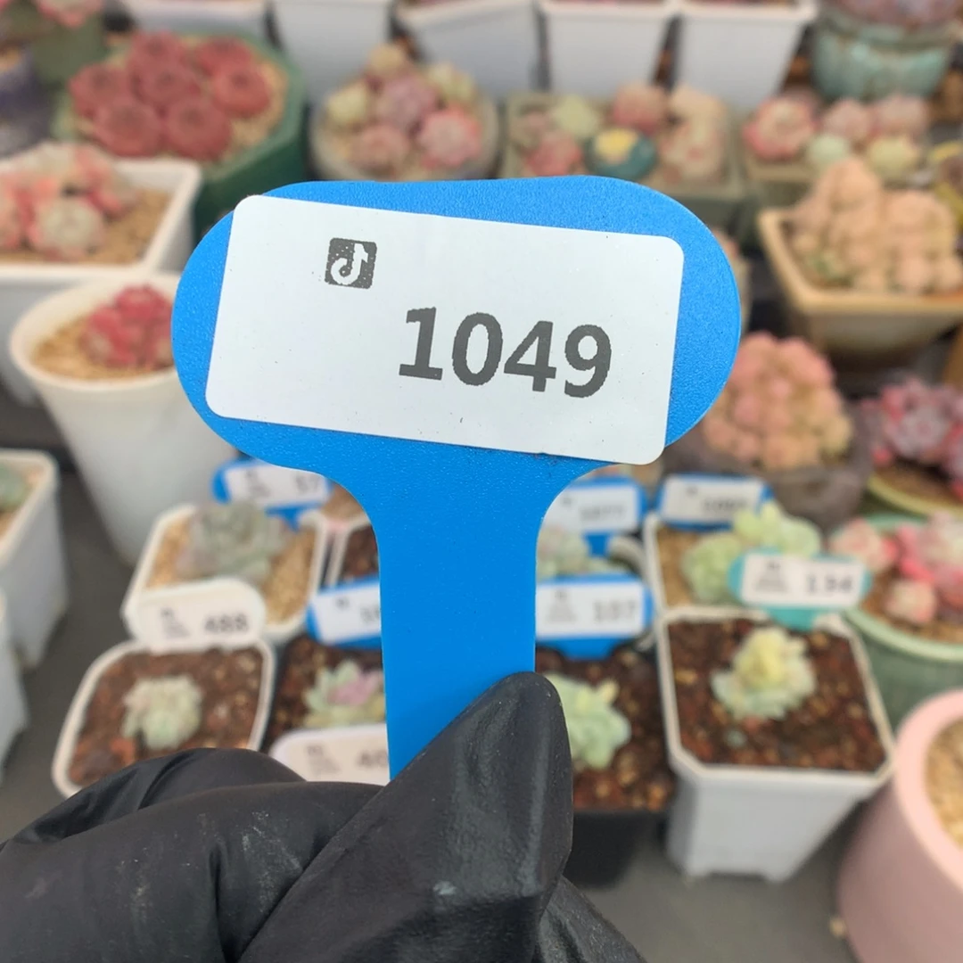 1049 冰玉石化盲拍多肉