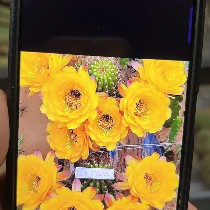 黄金酒杯毛20包邮侧牙仙人球3