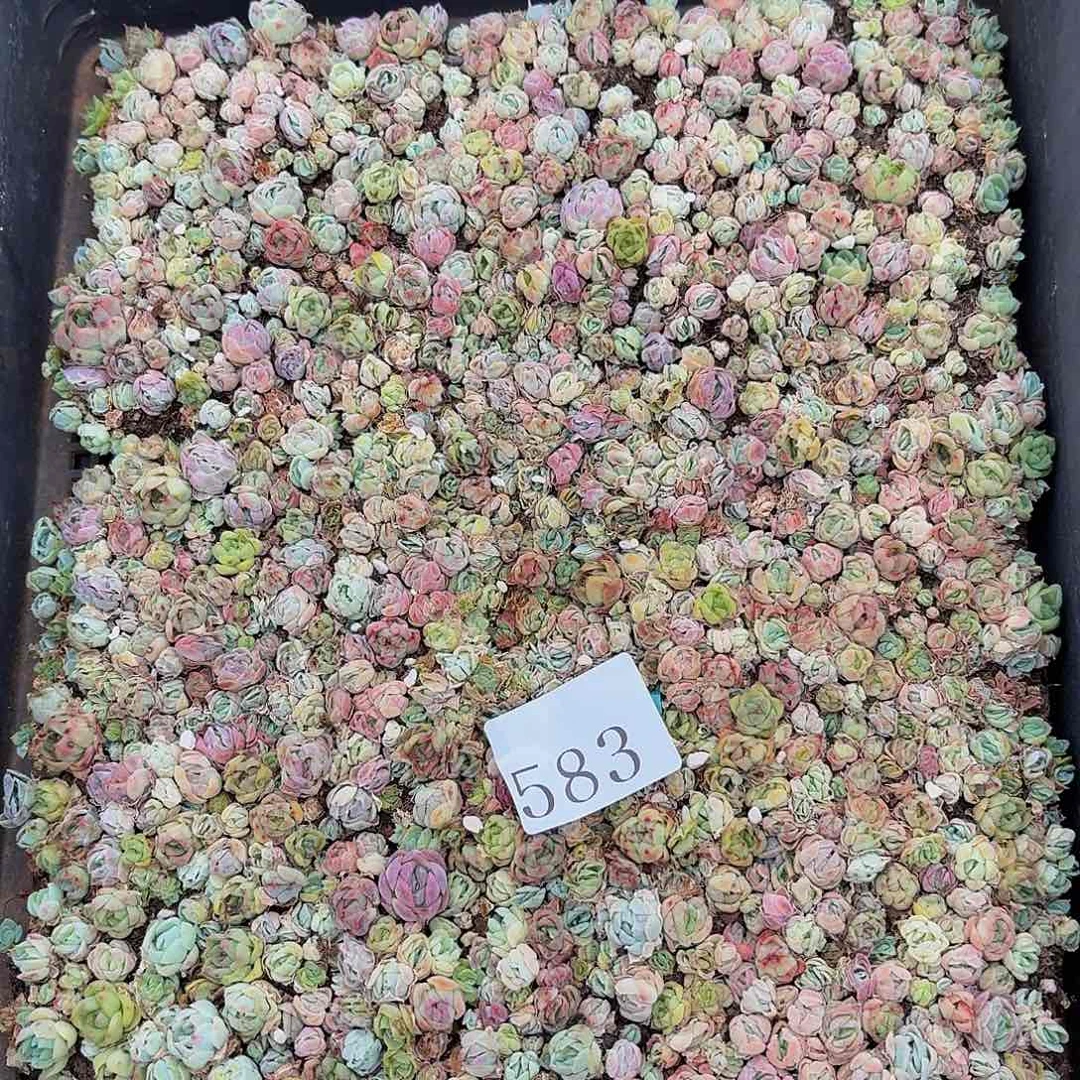 多肉植物多肉植物583