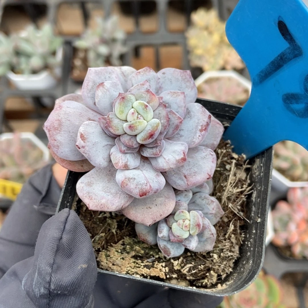 784玉芙蓉石化多肉植物