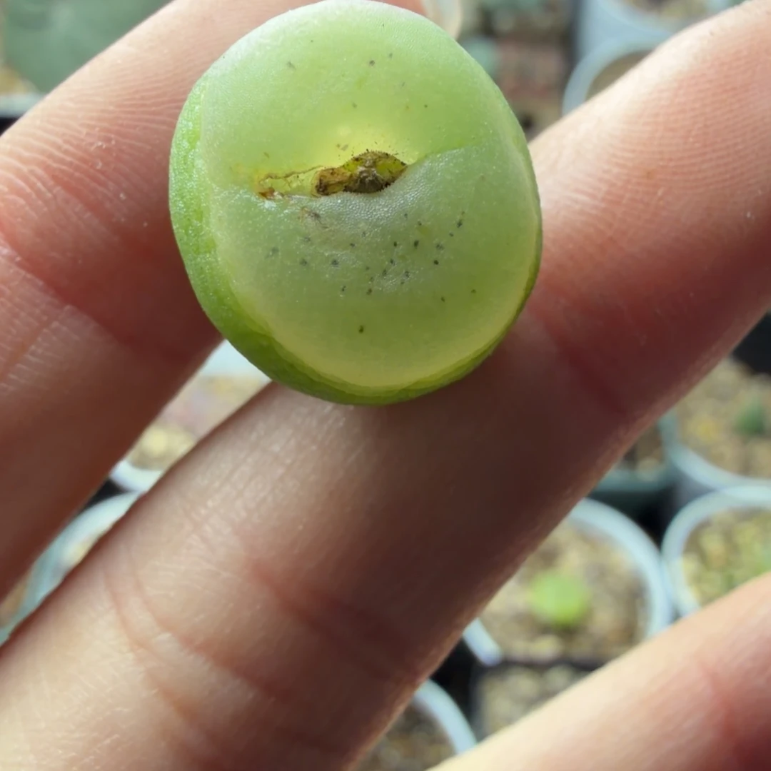 拉登母本1.7公分福利！