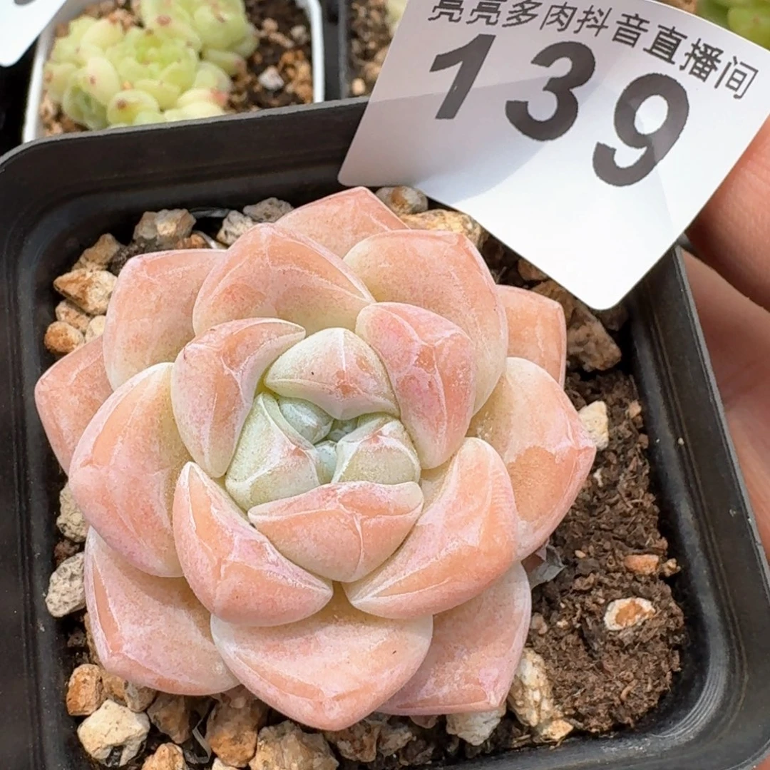 福利冰玉       精品多肉