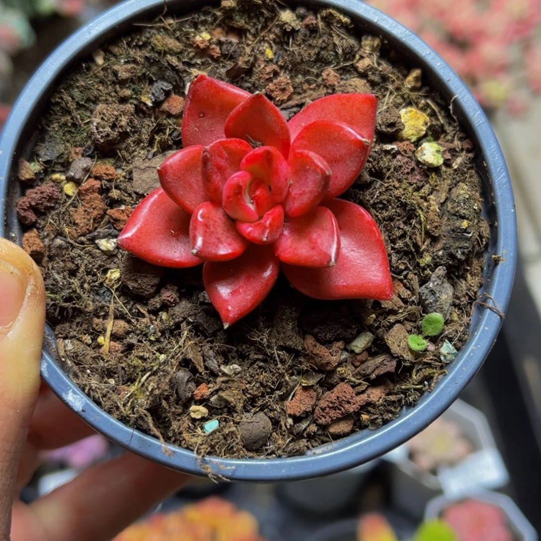 586-4厘米多肉植物