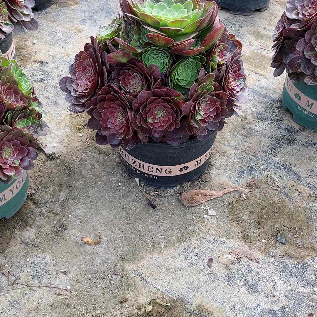 多肉花月夜672多肉