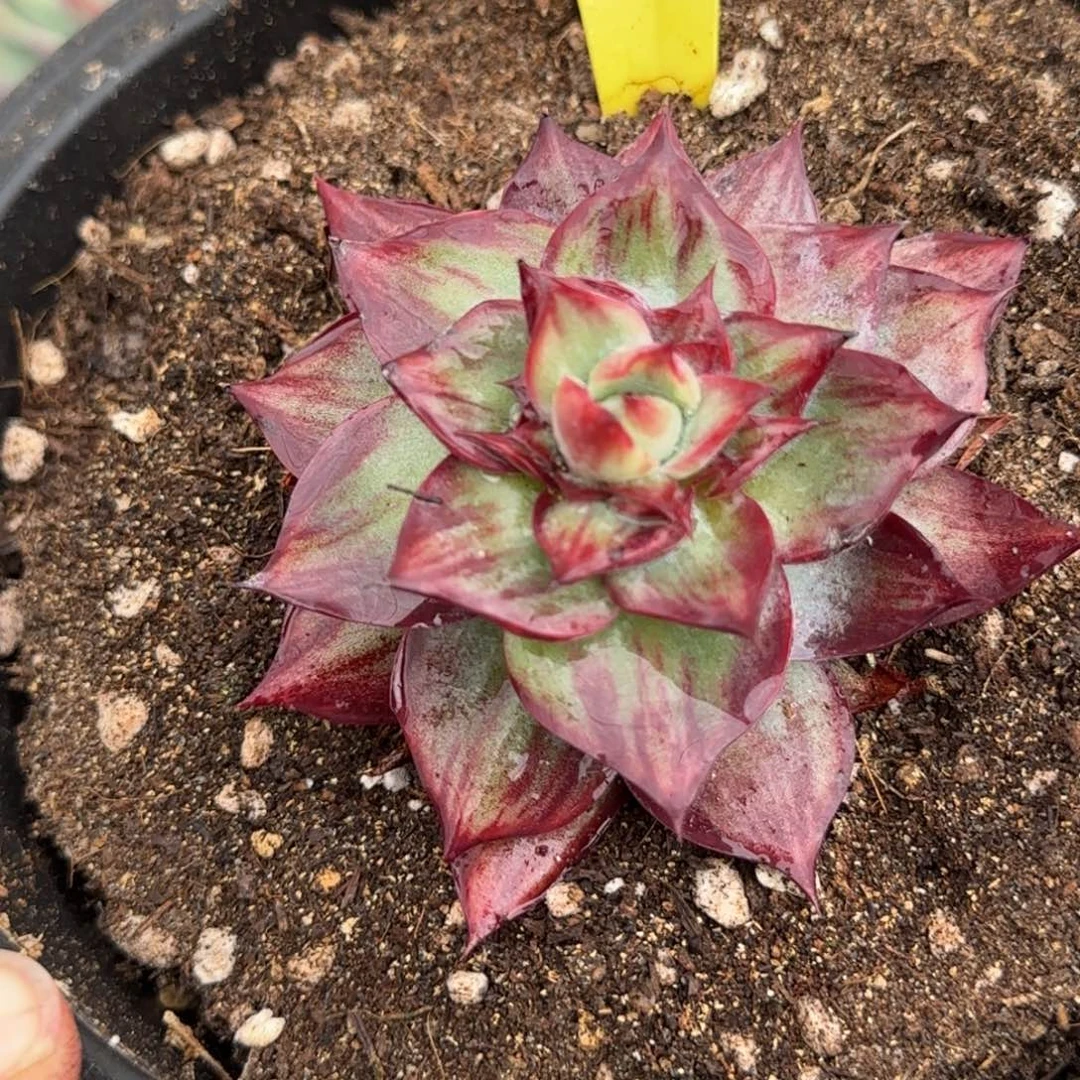 惊鸿一物一拍包装收缩花旱318