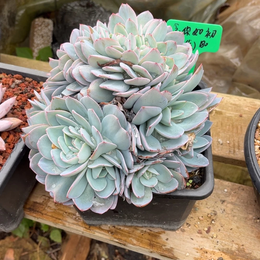 一物一拍多肉植物