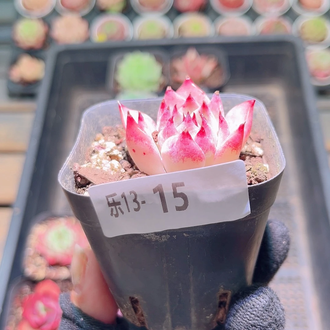乐然13-15 吉娃娃