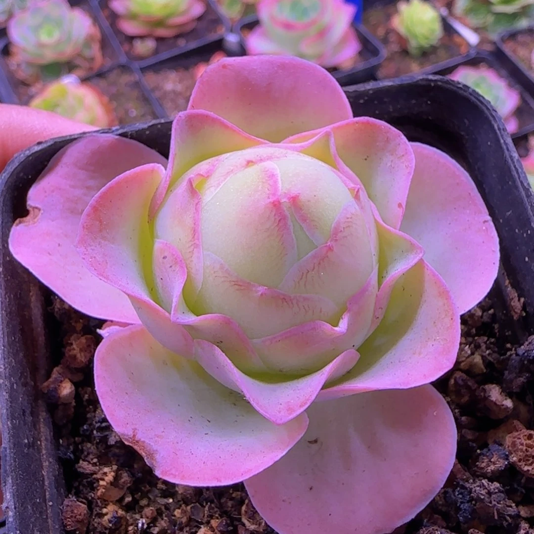 琼台玫瑰七方杯886