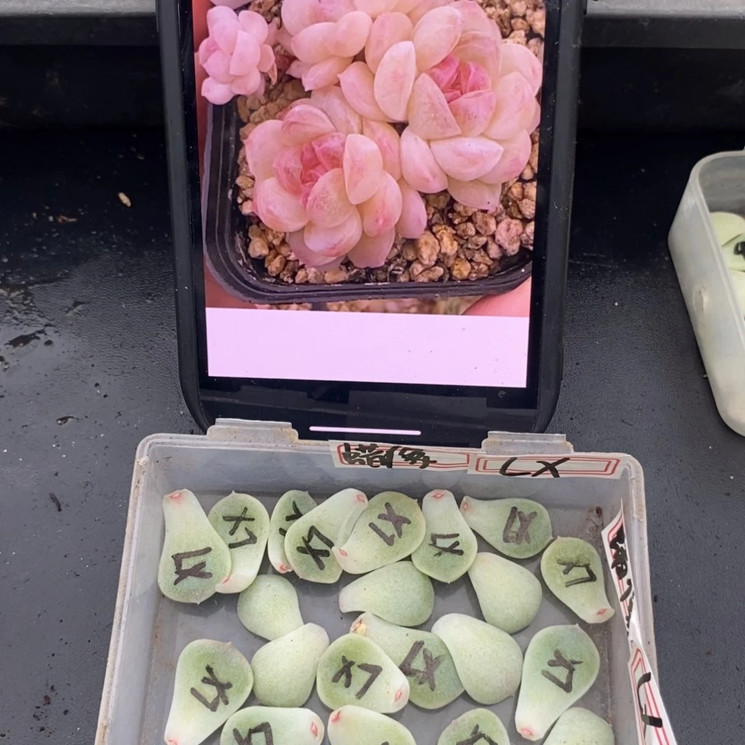 蜡像叶片一个多肉