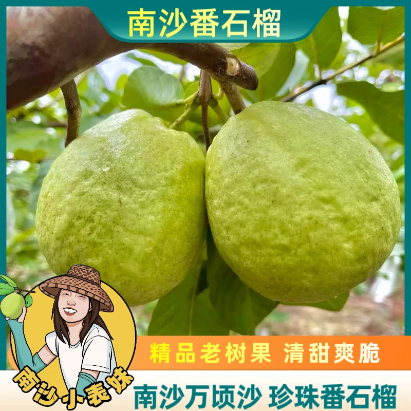 南沙万顷沙珍珠番石榴芭乐爽脆清甜多汁低糖果园现摘直发包邮