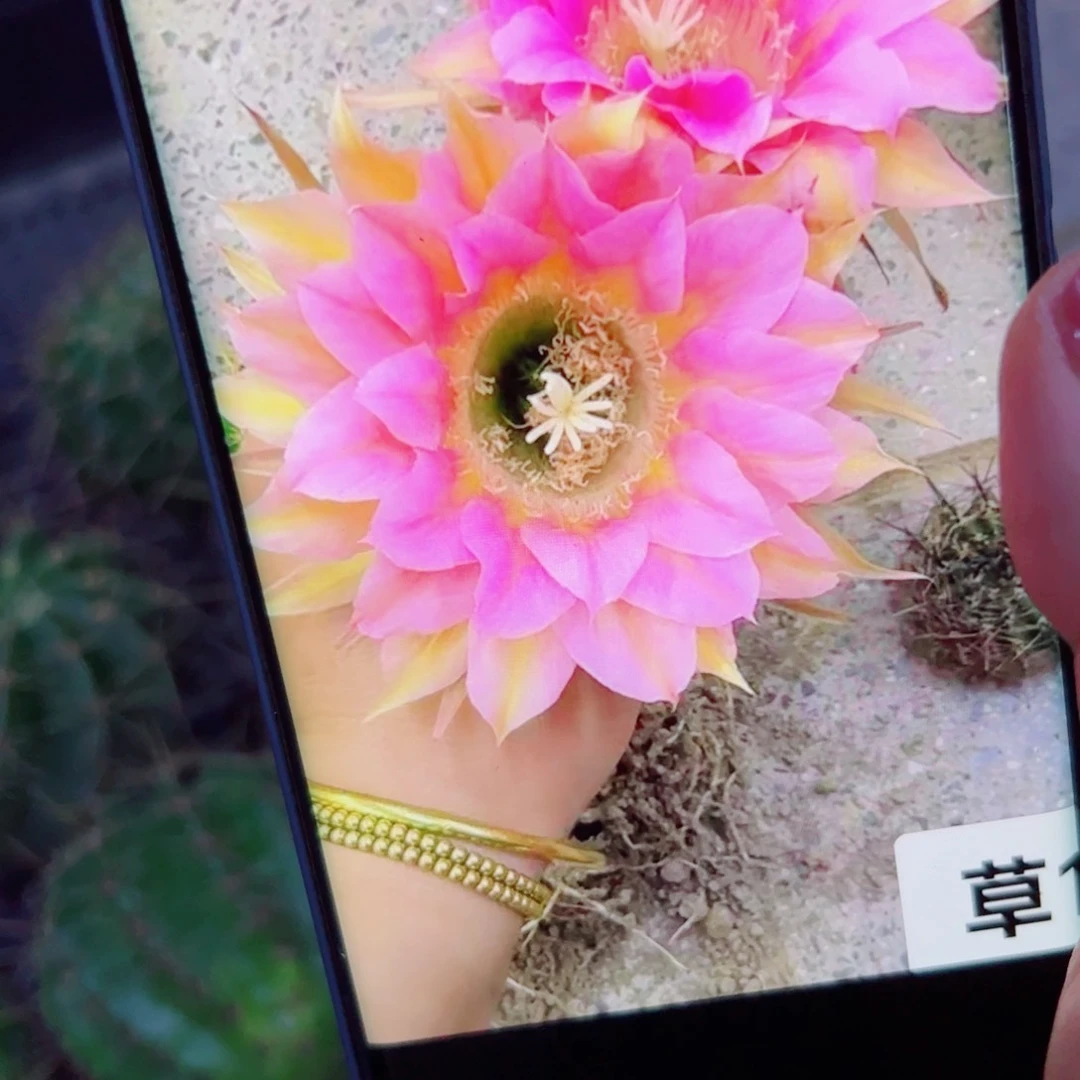 下110彩草120 歪无根侧芽5公分左右20包邮