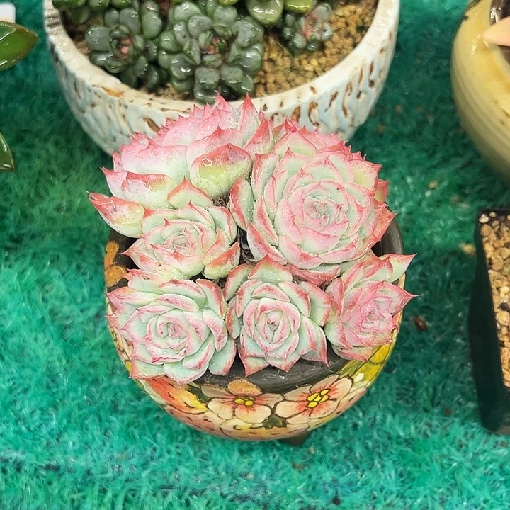 侧影，，，，，，，，，，，，，