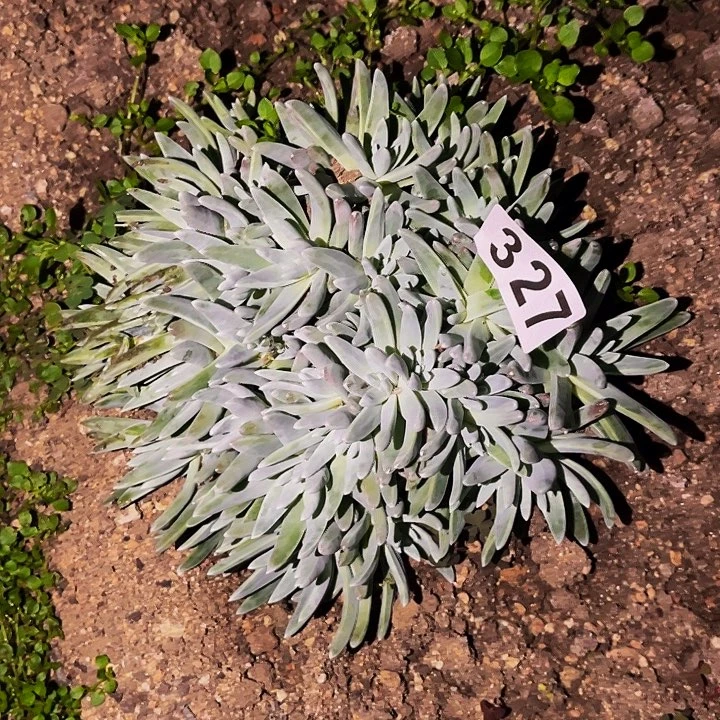 327白菊多肉植物处理不售后