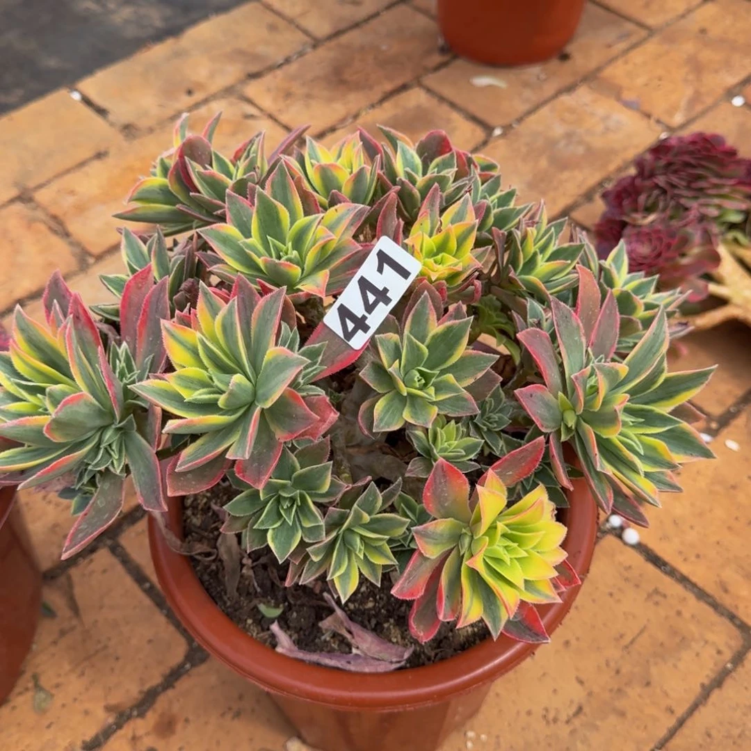 441多肉植物多肉植物