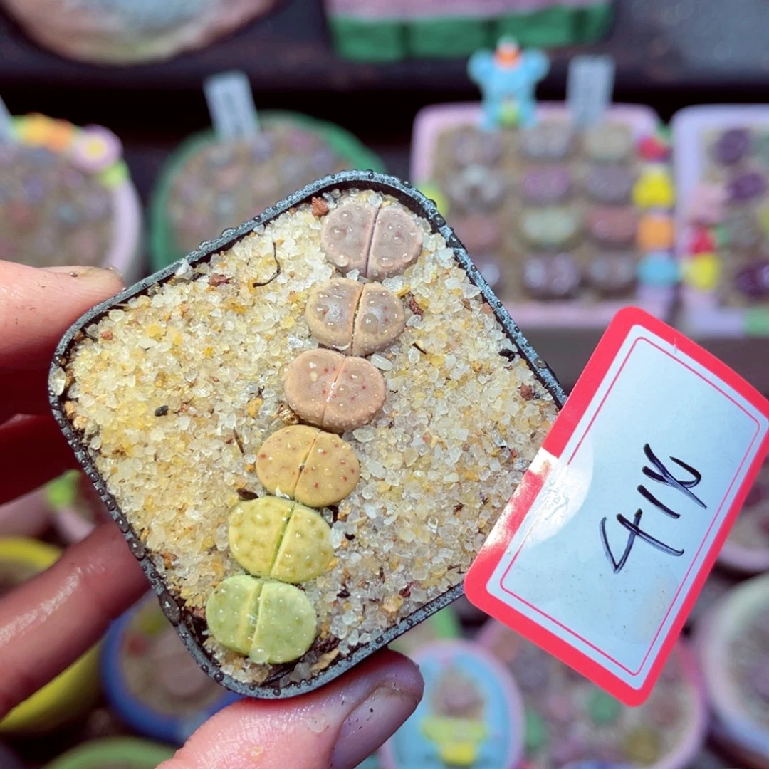 414生石花带盆发1