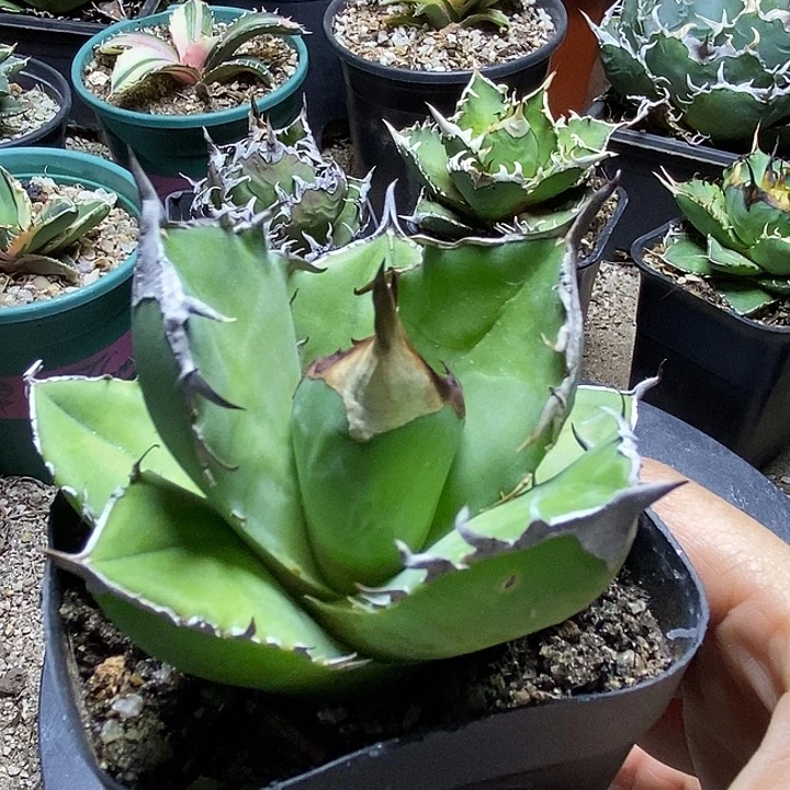 白犀牛。