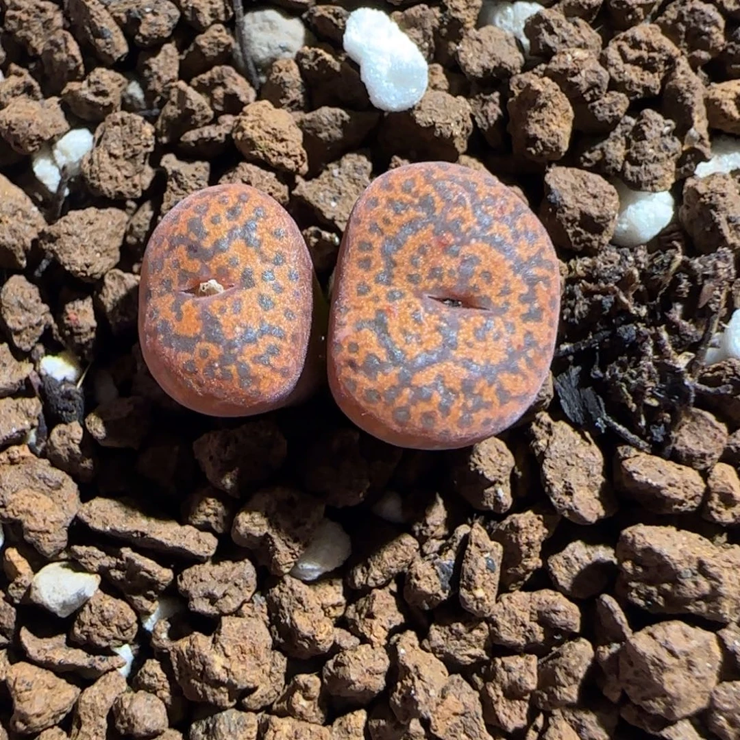 肉锥多肉植物组合-朱雀1230