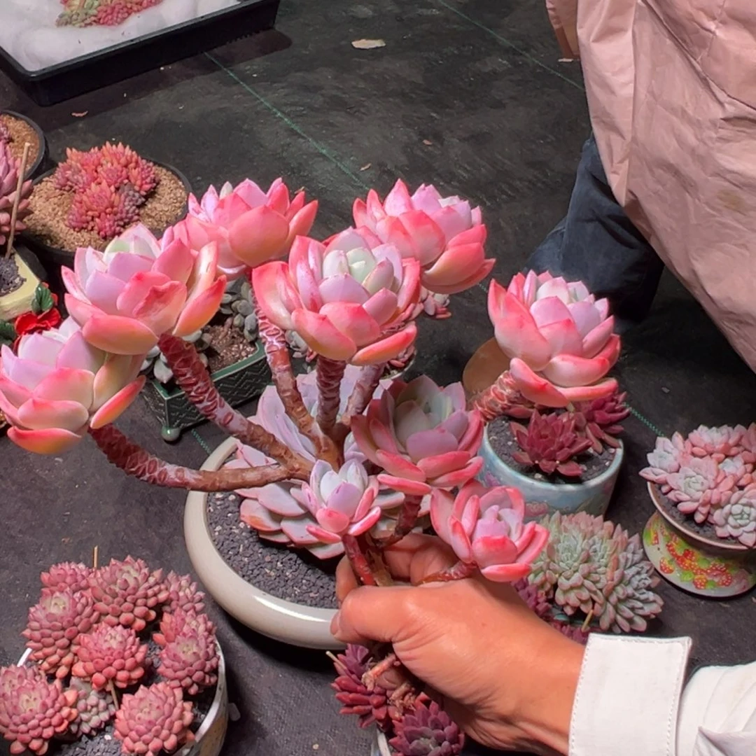 不****白月光朵朵缀化多肉老桩