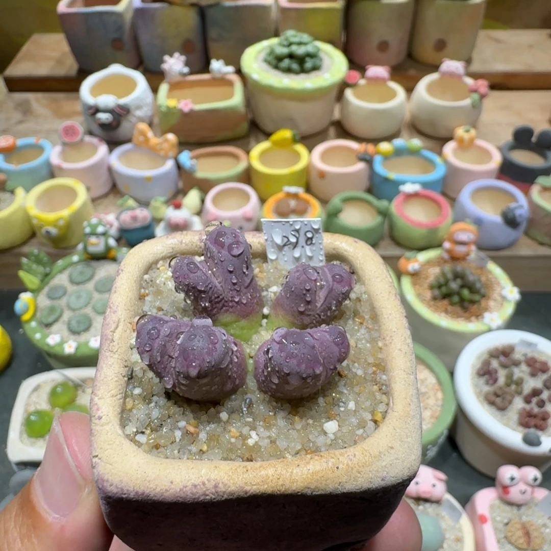 蘑菇1276红大内多肉植物