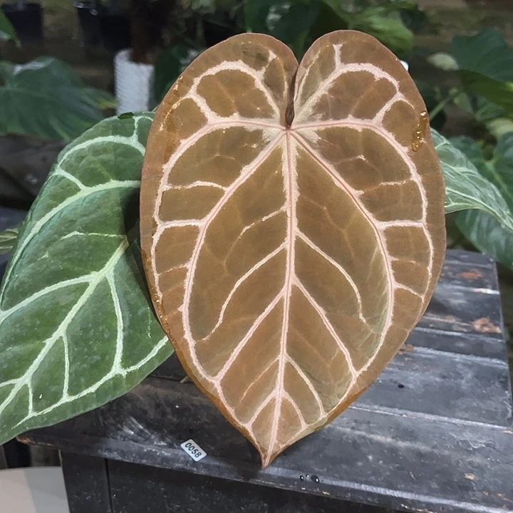 完全开放优选红水晶