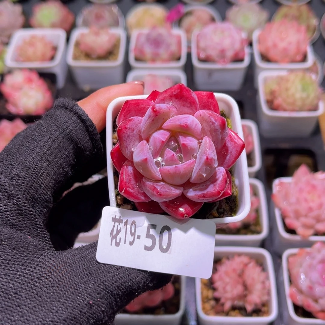 花19-50新品单头