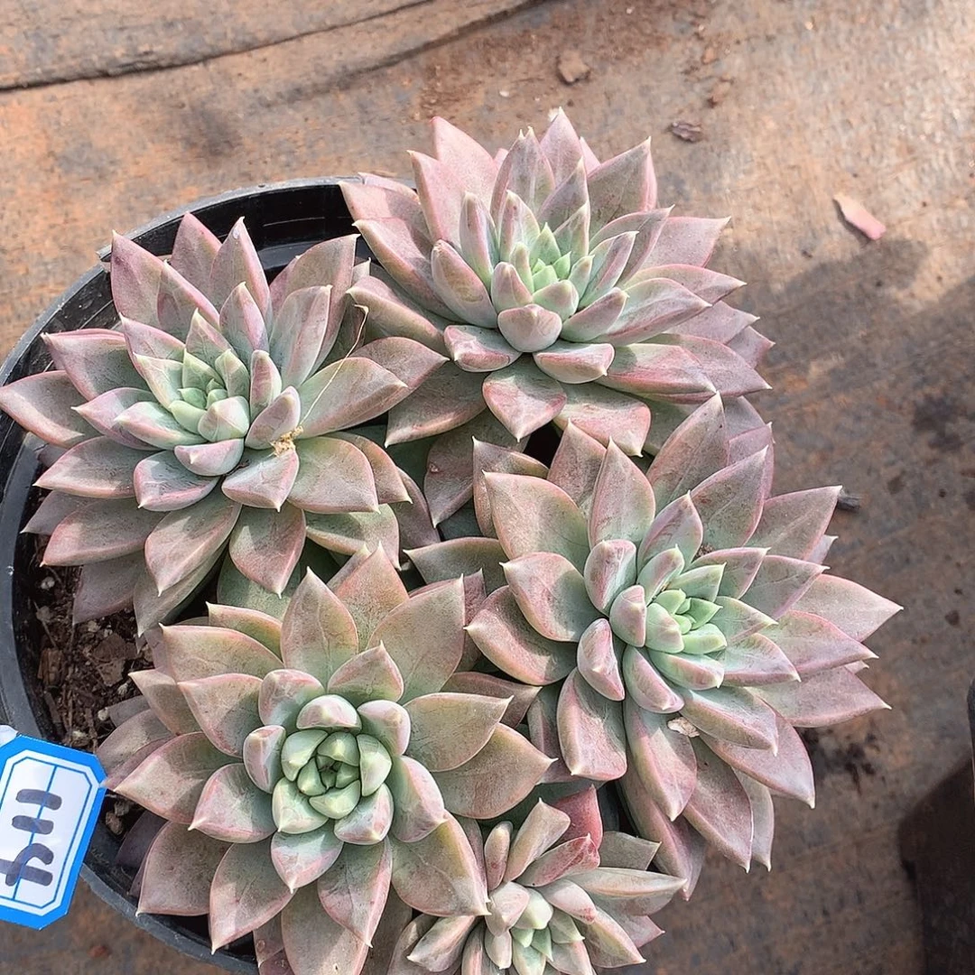 114幻影一物一拍多肉