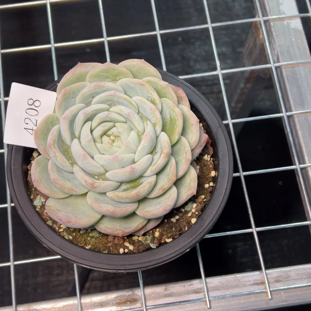 h****24208多肉多多多多