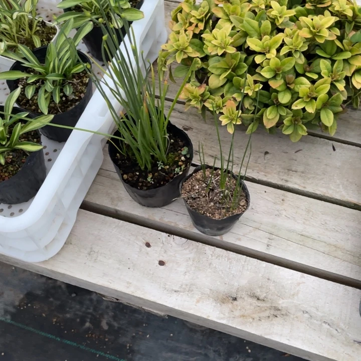 D***e完全开放盆栽植物盆栽花卉