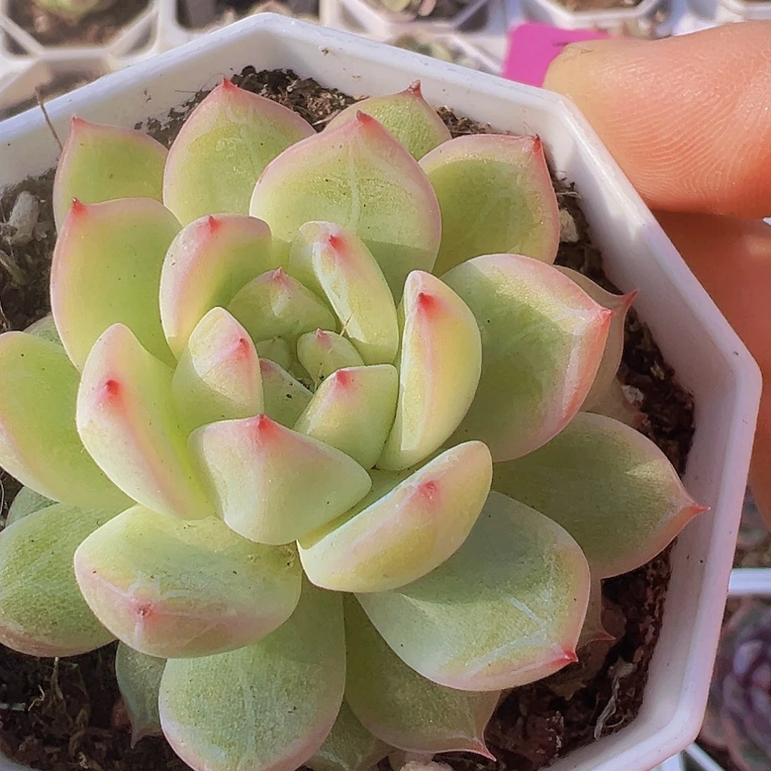 雪花珍妮19包邮多肉植物